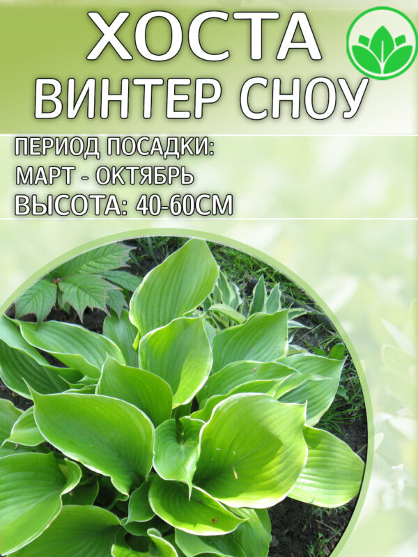 hosta
