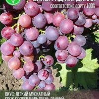 Виноград Кардинал