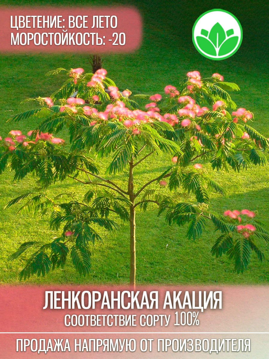 Ленкоранская Акация