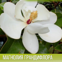 Магнолия Грандифлора