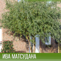 Ива Матсудана — изображение 1