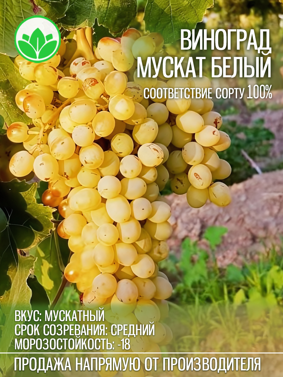 Виноград Мускат Белый