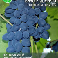 Виноград Мерло