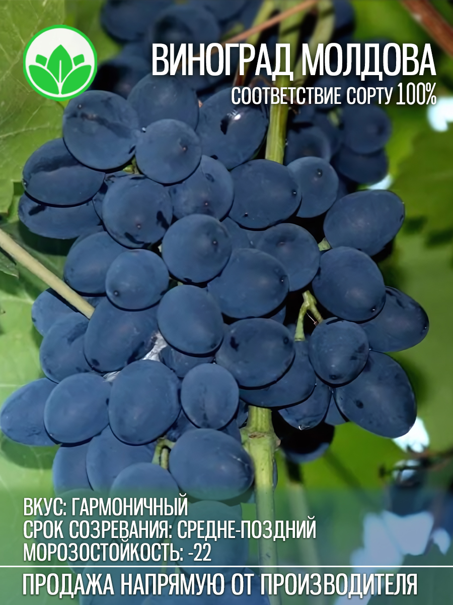Виноград Молдова