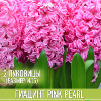 Гиацинт pink pearl 2 луковицы — изображение 1