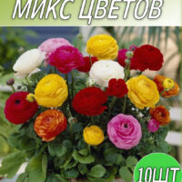 Ранункулюс 10шт Микс