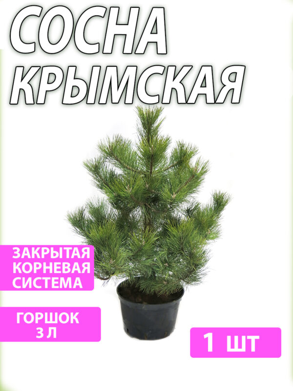sosna