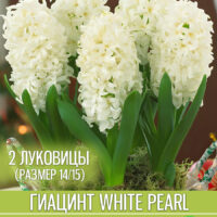 Гиацинт white pearl 2 луковицы